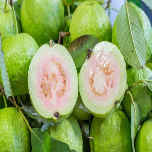 Fresh Guava